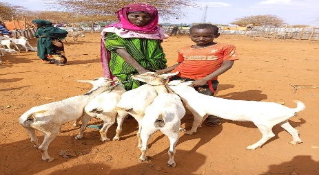 Restoring Livelihoods, Rebuilding Hope